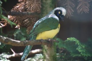 Cyanocorax yncas - Grünhäher (Inkablaurabe)